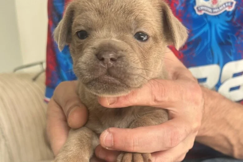 Mixed Breed