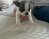 Mixed Breed
