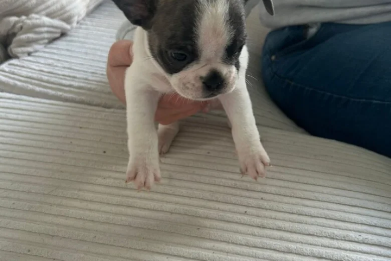 Mixed Breed