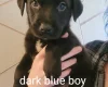 Mixed Breed
