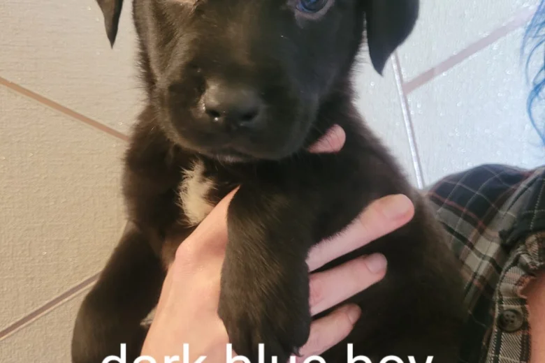 Mixed Breed