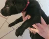 Mixed Breed