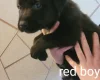 Mixed Breed