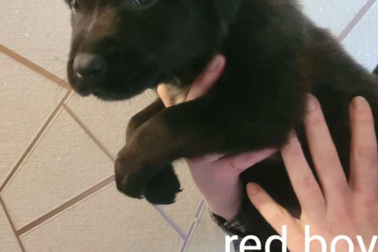 Mixed Breed