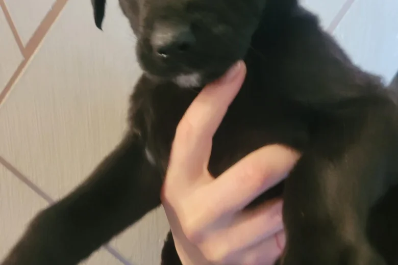 Mixed Breed