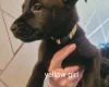 Mixed Breed