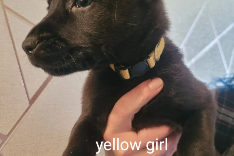 Mixed Breed