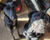 Mixed Breed