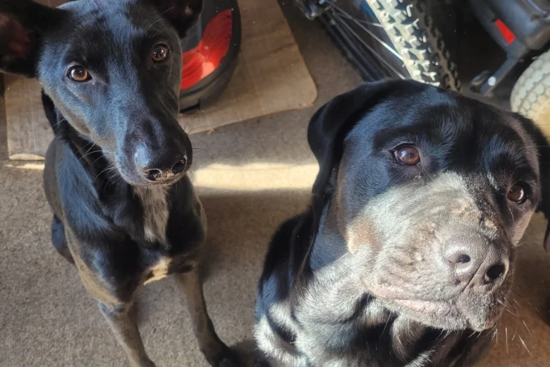 Mixed Breed