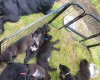 Mixed Breed