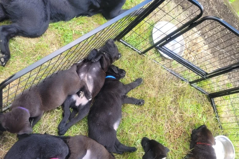 Mixed Breed