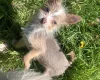 Mixed Breed