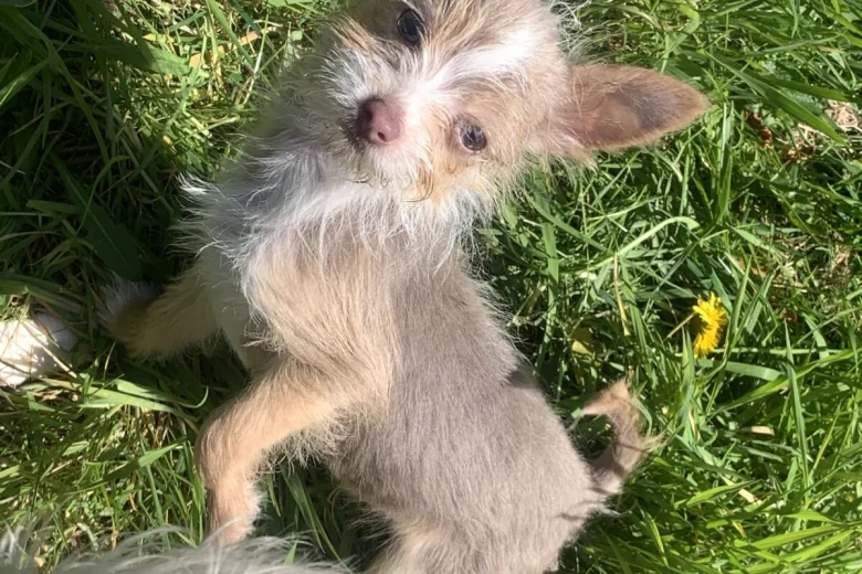 Mixed Breed