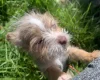 Mixed Breed