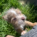 Mixed Breed