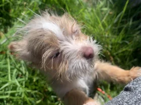 Mixed Breed