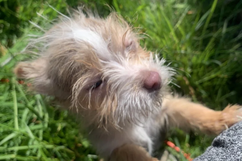 Mixed Breed