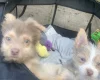 Mixed Breed