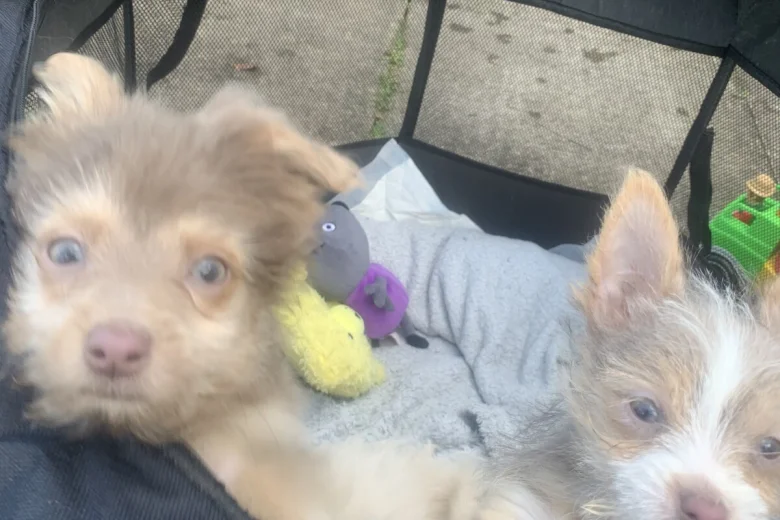 Mixed Breed