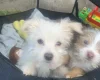 Mixed Breed