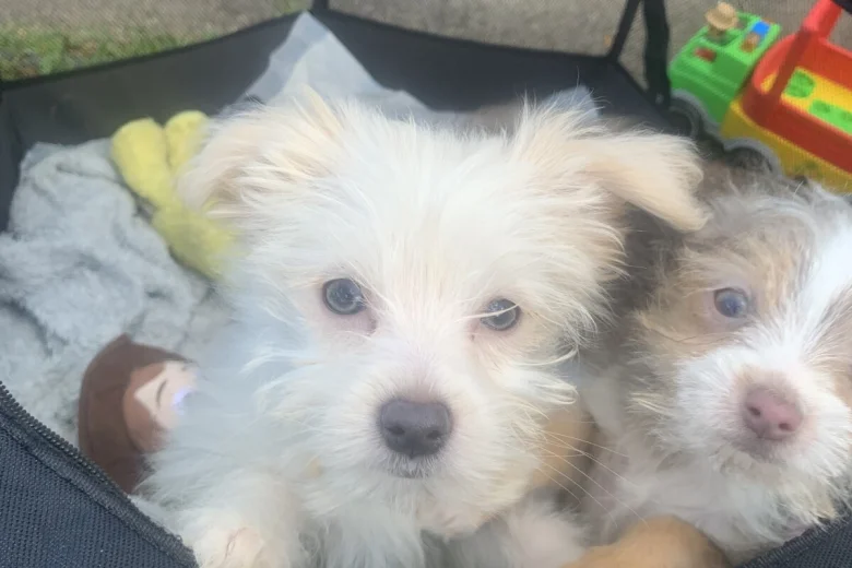 Mixed Breed