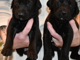 Mixed Breed