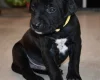 Mixed Breed