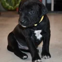 Mixed Breed