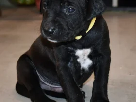 Mixed Breed