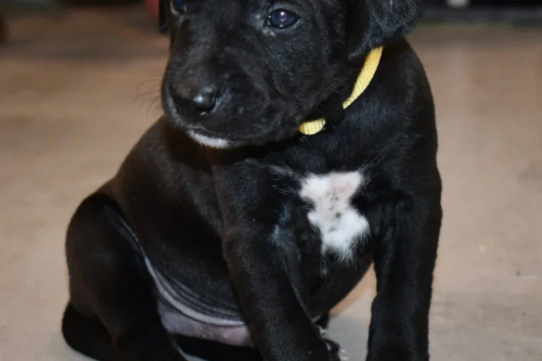 Mixed Breed