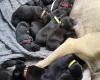 Mixed Breed