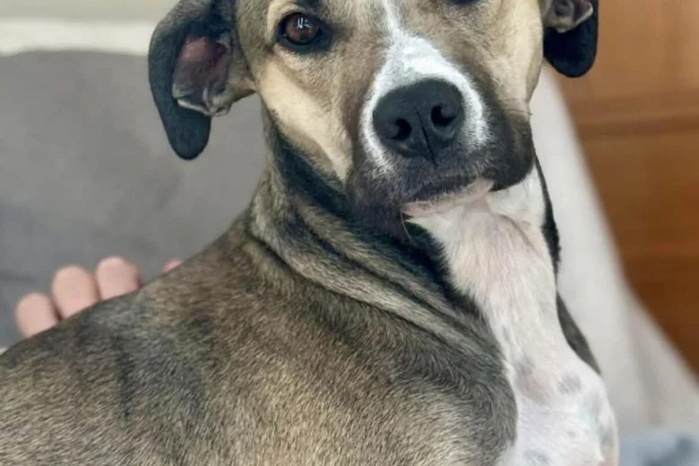 Mixed Breed