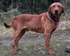 Mixed Breed