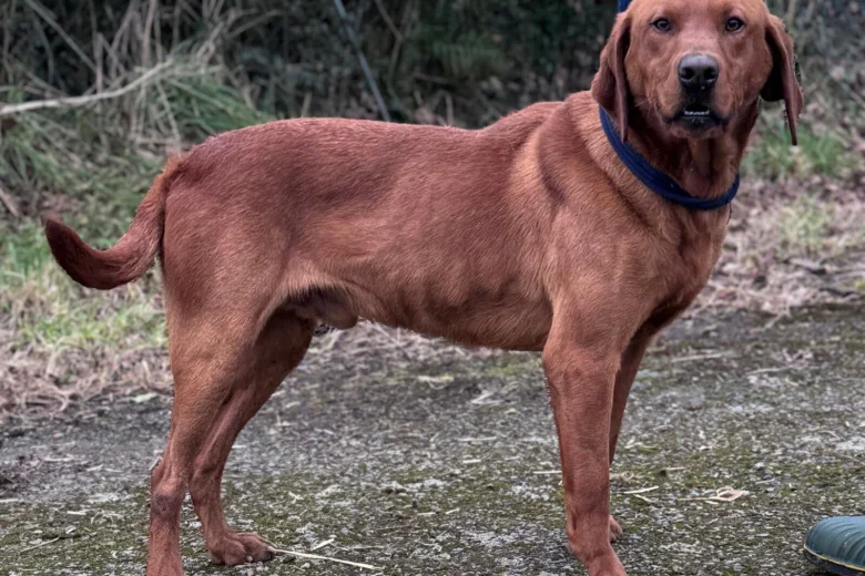 Mixed Breed