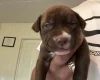 Mixed Breed