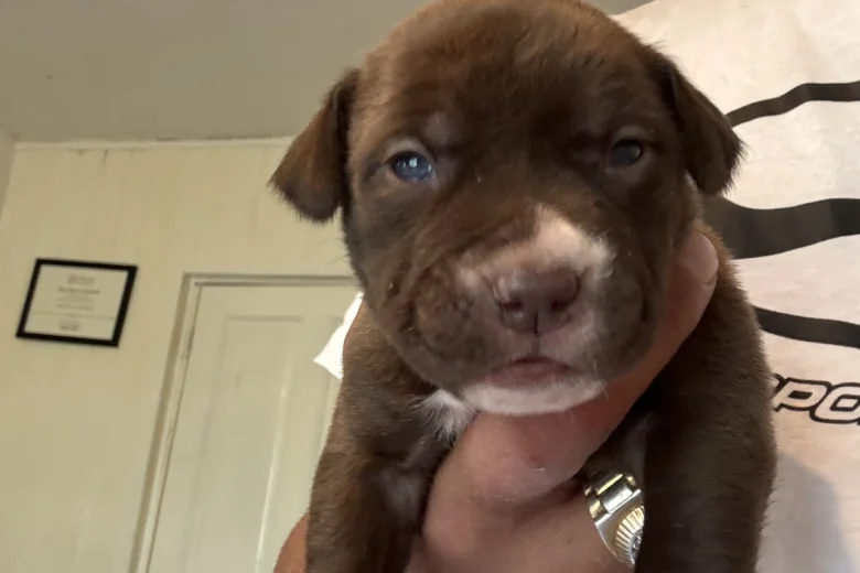 Mixed Breed