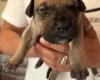 Mixed Breed