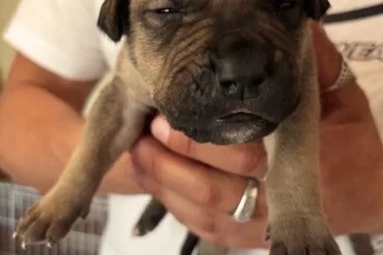 Mixed Breed