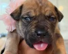 Mixed Breed