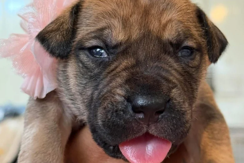 Mixed Breed