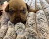 Mixed Breed