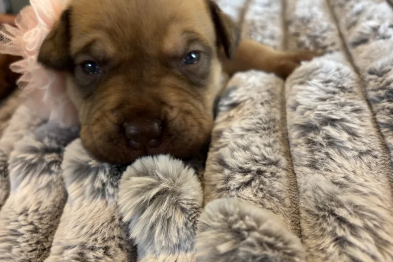 Mixed Breed