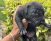 Mixed Breed