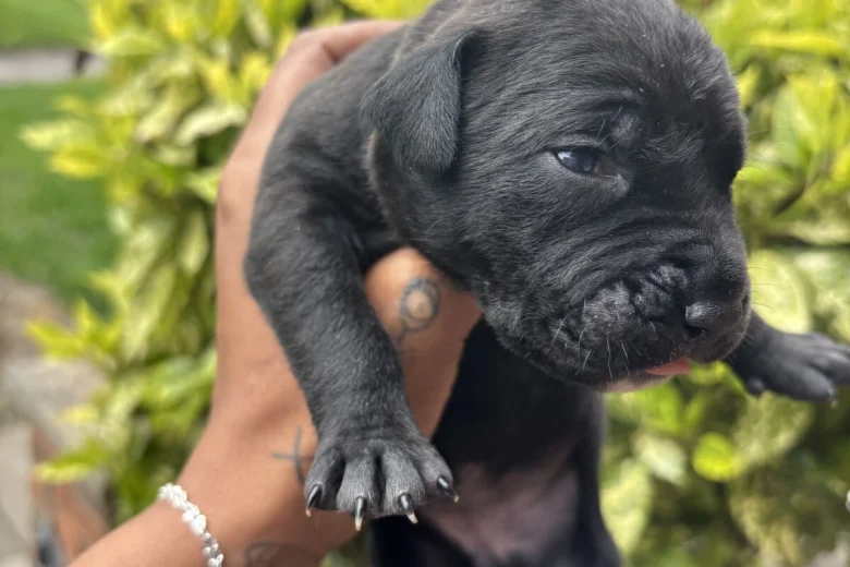 Mixed Breed
