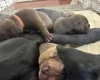 Mixed Breed