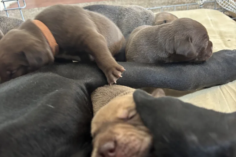 Mixed Breed