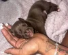 Mixed Breed
