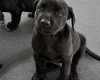 Mixed Breed