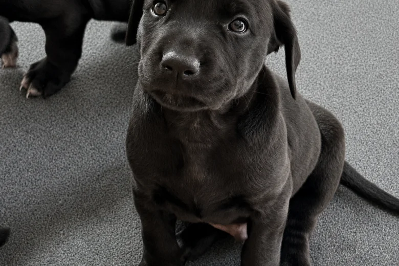 Mixed Breed