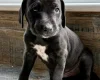 Mixed Breed